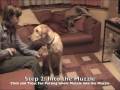 Muzzle Training