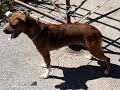 8-31-07 FEMALE BOXER MIX AWESOME DOG NEED IMMEDIATE RESCUE 8-31-07 FEMALE BOXER MIX AWESOME DOG NEED IMMEDIATE RESCUE