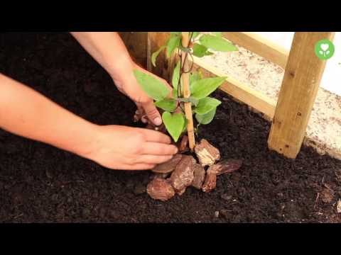 Blühende Kletterpflanzen pflanzen und pflegen