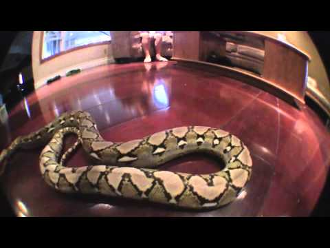 RETICULATED PYTHON