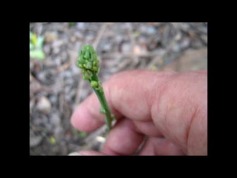 how to replant wild ferns