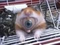 Hamster Eyeball?