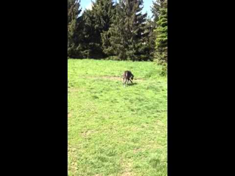 dogue allemand