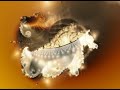 Fractals with Sound, animation. Fractals with Sound, animation.