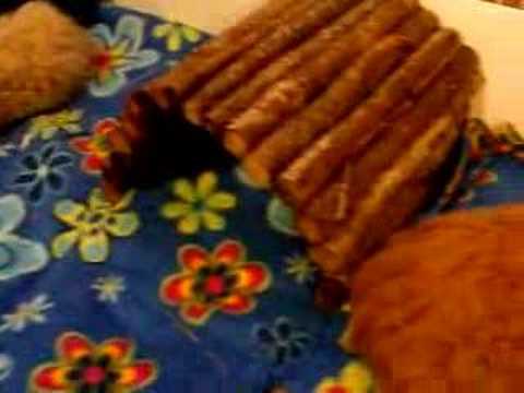 Fleece blanket for guinea pigs