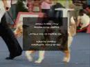 12� Exposi��o Canina Nacional de Aveiro