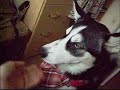 Nelly - Syberian Husky