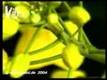 sonar opening prokofiev orchestra obc pansonic videogeist