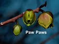 Smell the Flowers
