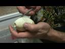 Henry Piorun views Lesser/enchi/sugar X Banded Female Ball Python clutch Henry Piorun views Lesser/enchi/sugar X Banded Female Ball Python clutch