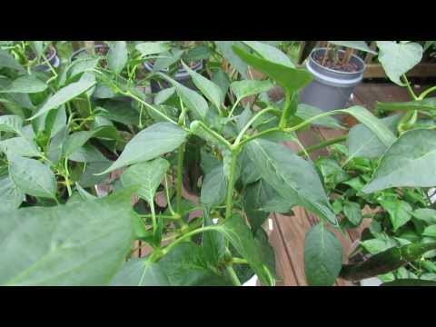 how to grow ugly tomatoes