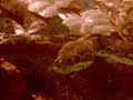 Another attempt at Snake Feeding Another attempt at Snake Feeding