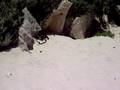 videos de Lizards V's Snake