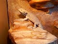 pogona vitticeps