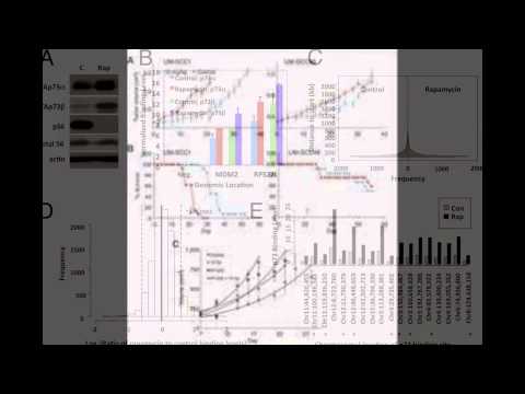 how to measure nf-kb