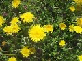 20.04.2008 - Nature in Slovenia
