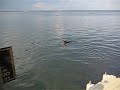 Koenig Diving