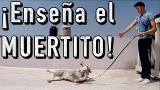 23 - Enseña el muertito a tu perro