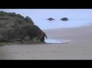 Perro de Agua ---- As�n Minero  ;)  - rato de libre albedrio