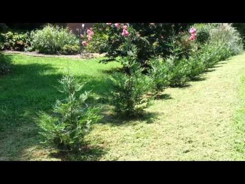 how to fertilize a holly tree