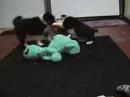 Six Week Old Border Collie Pupppies at DarnFar Ranch