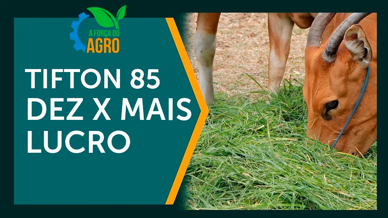 Produtividade 10x maior: Tif 85 revoluciona o lucro do pecuarista  | A Força do Agro, com Joice