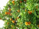 NARANJA (JERUK SPANYOL)