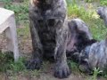 mastiff puppies