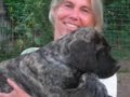 mastiff puppies