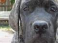 Mastiff Puppies