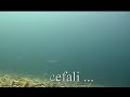 Pillole di pesca in apnea: la Posidonia