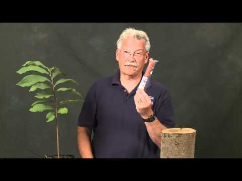 how to transplant pawpaw trees