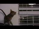 Window   Blinds