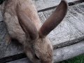 Bunny Island