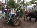 CONGONHAS DO NORTE CARRO DE BOI