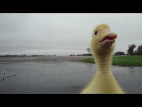 Duck Run - YouTube