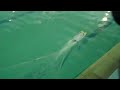 Wildcat electric RC boat