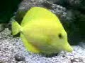 Click here to watch this video boyu tl 550 zumbo do gabriel 2