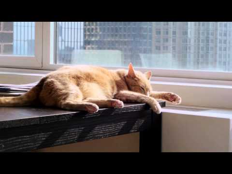 Why Do Cats Clean Themselves After They Eat? : Loving Your Cat