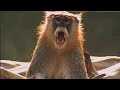 Mel Gibson in His Apocalypto Trailer