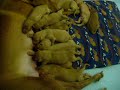 Pharaoh Hound puppies at 1 week