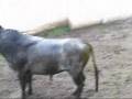 Desembarque corrida de Tenexac