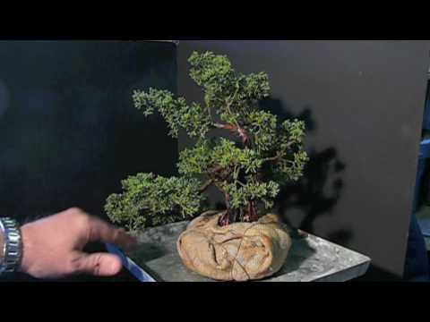 how to transplant a juniper bonsai