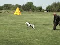 Dog Training American Bulldog \"Trip\" May 13th