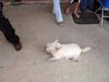 West-Terrier-adestra