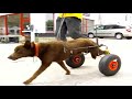 hunderollwagen fur australian kelpie