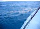 Porpoise off Inismor
