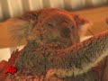 Raw Video: Baby Koala Makes Debut