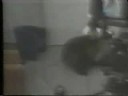 oso atacando
