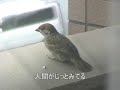??????(1)  -??????-